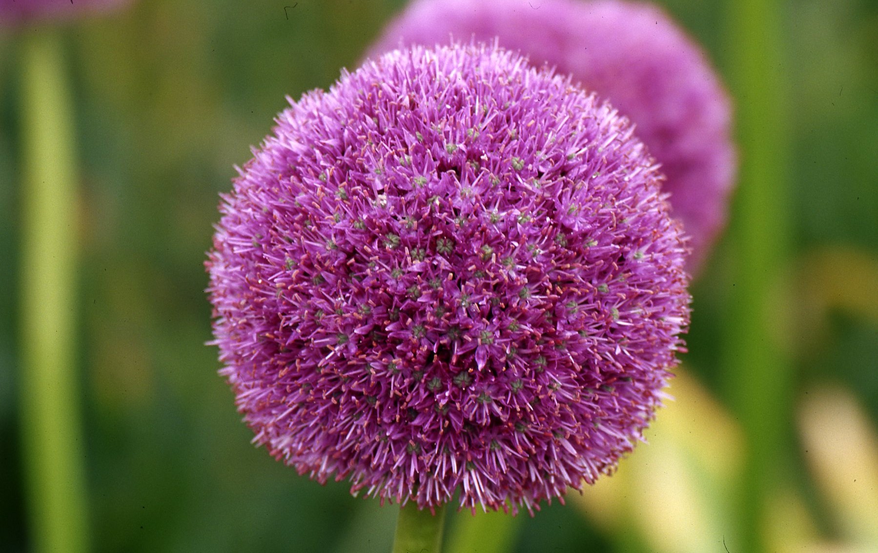 Allium giganteum182
